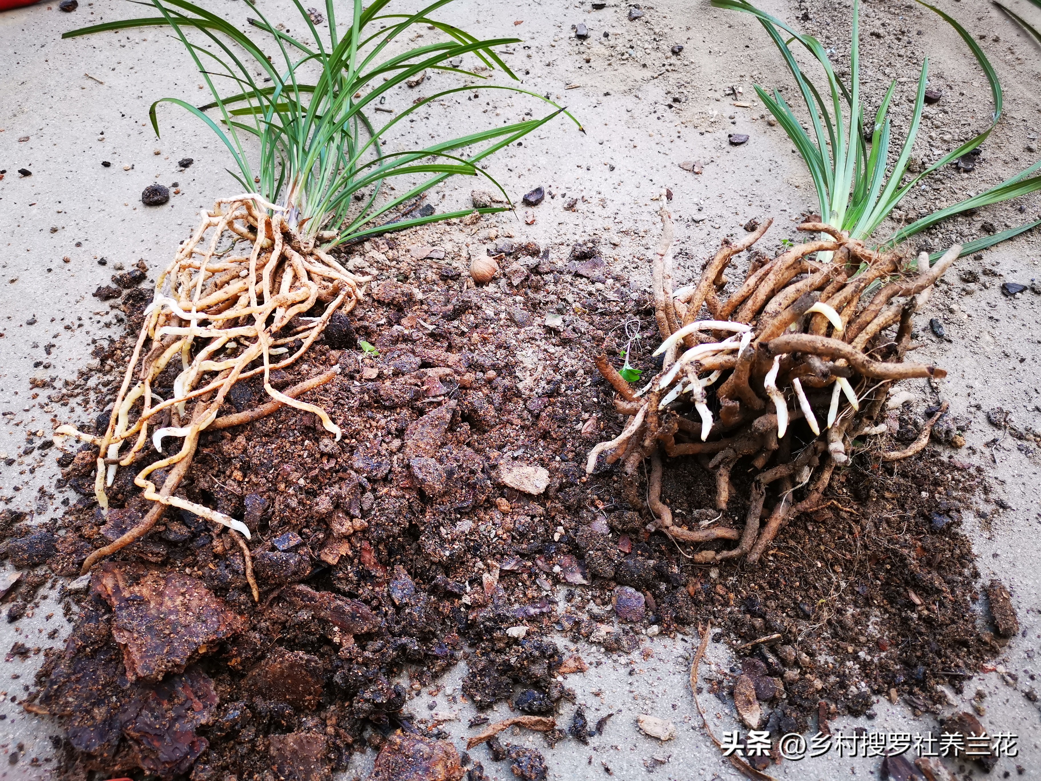 新手兰花不开花怎么办,新手养兰花不能做的事