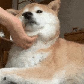 狗狗肚子有虫有哪些症状,狗狗身上蠕形螨虫用什么方法治