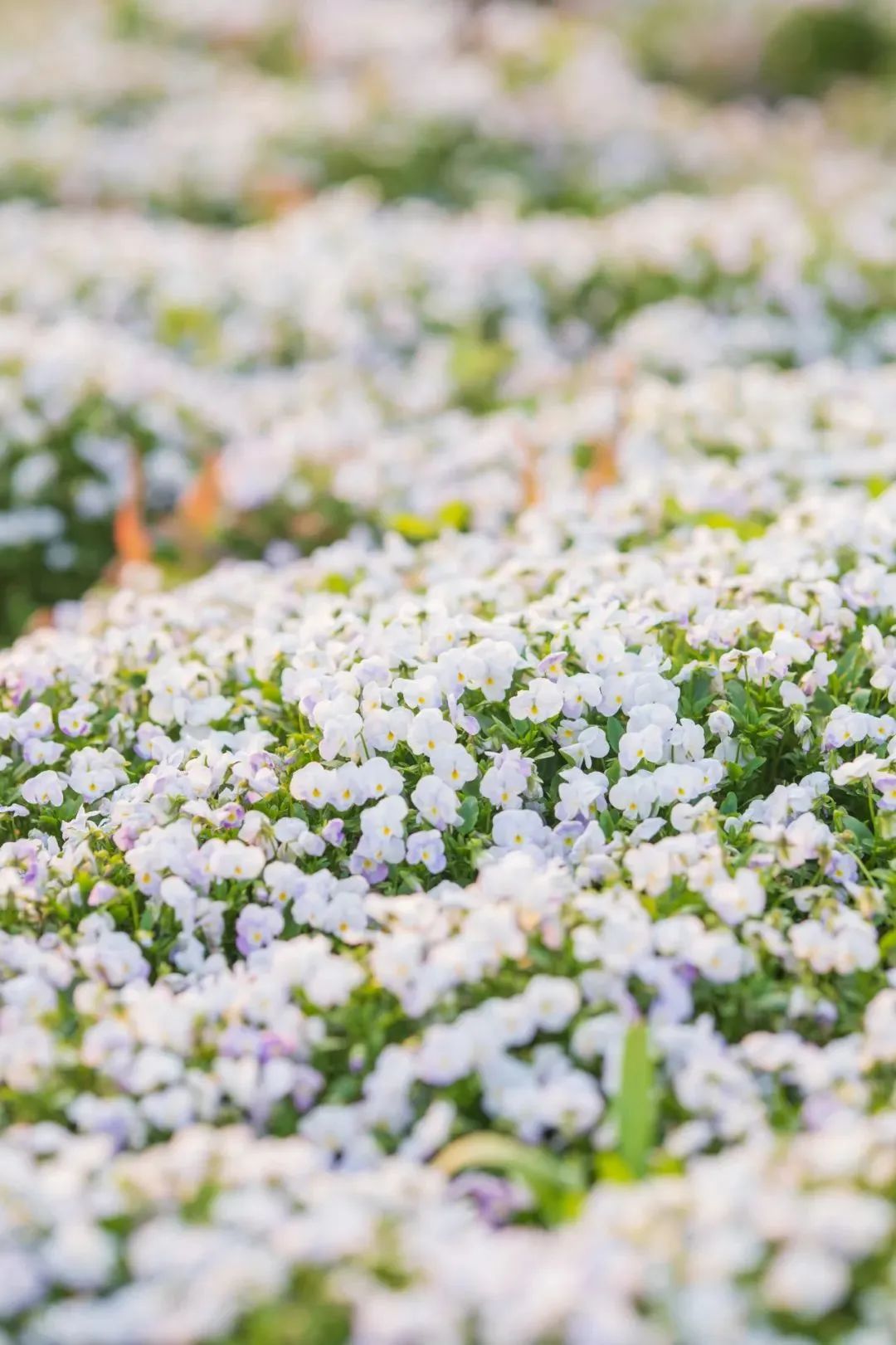 花田小镇爱丽丝,8000亩花田小镇