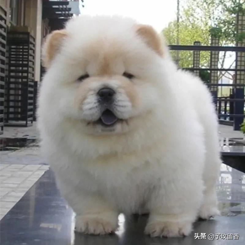 狗的种类常见宠物狗的品种及特点,宠物狗种类及特点