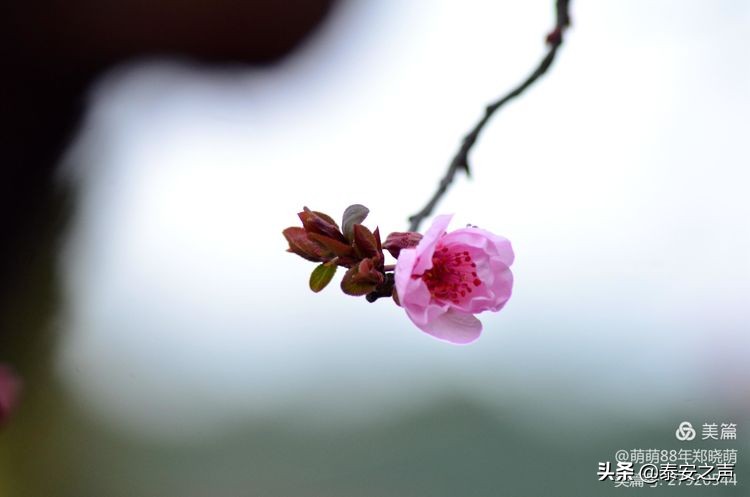 春风拂柳梅花开,桃李春风梅花开