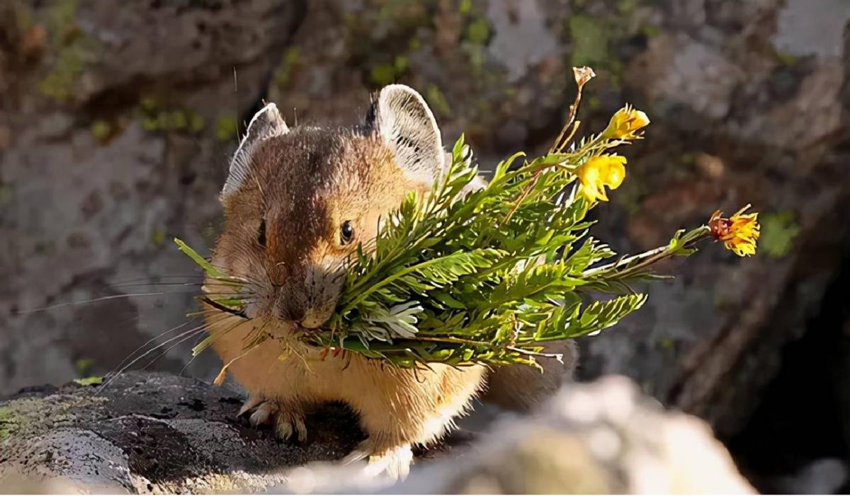 中国特有伊犁鼠兔，喜食天山药草还不会拉肚子，粪便入药叫草灵脂