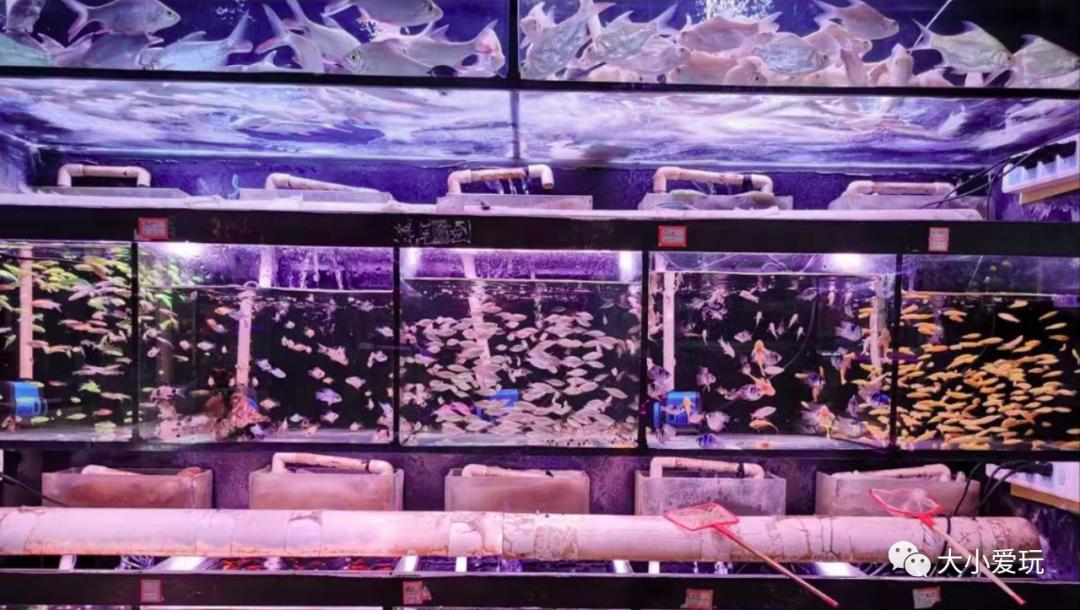 北京最美的花鸟市场,北京值得逛的花鸟市场