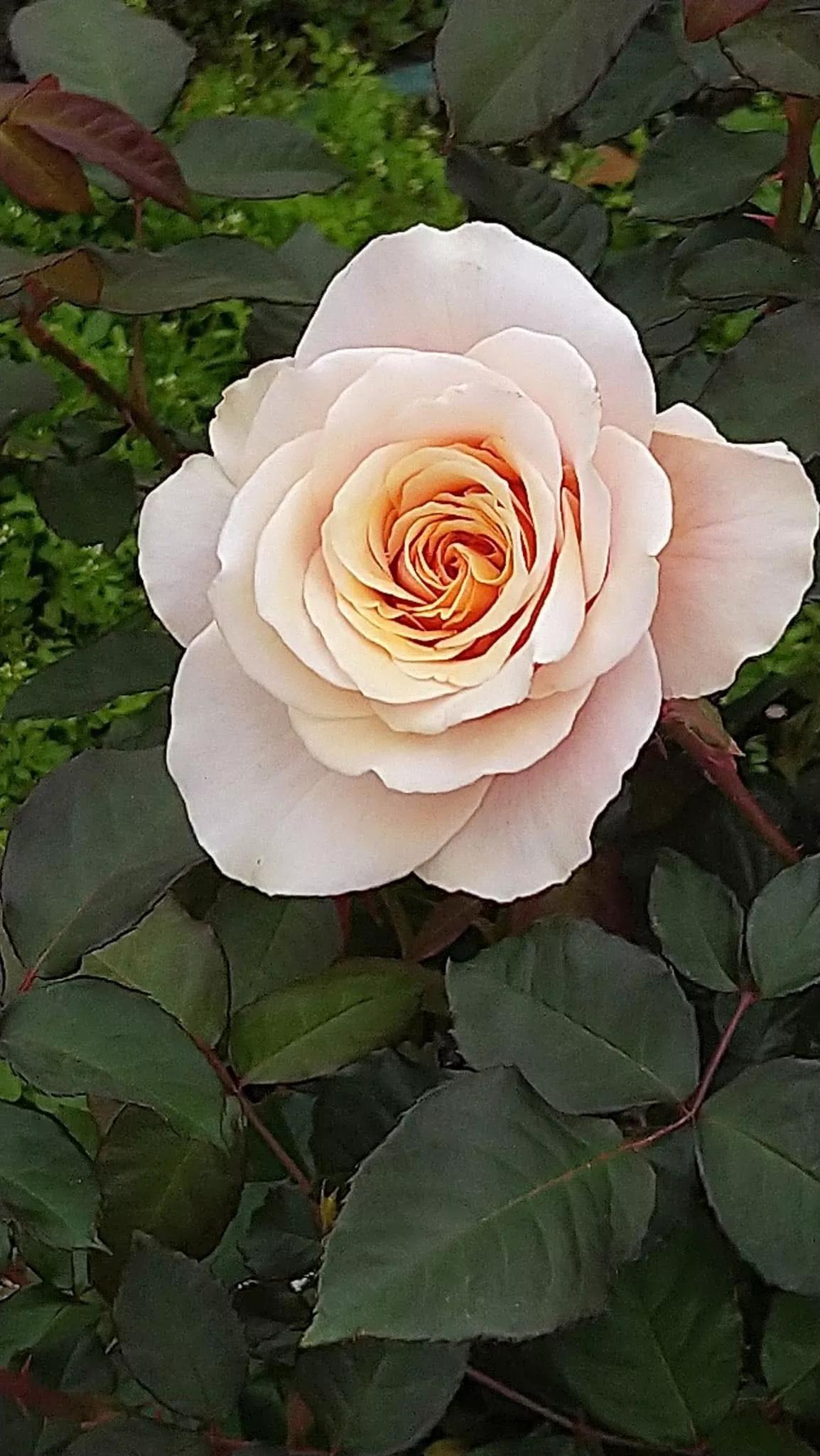 月季品种醉花,月季品种大全及图片欣赏