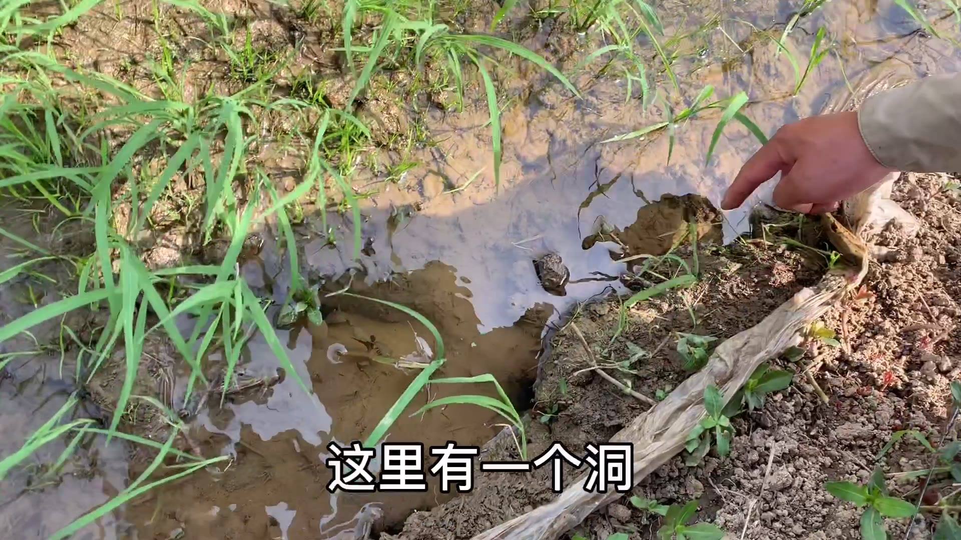 黄鳝的生活习性和繁殖期,黄鳝的生长习性