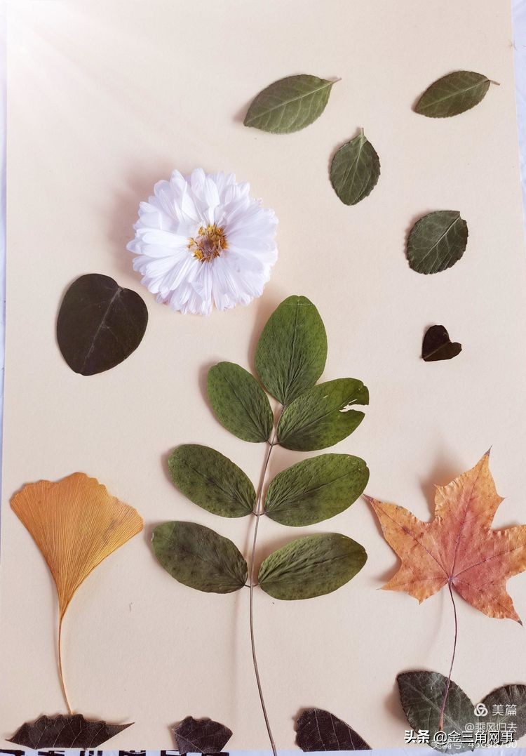 临猗庙上初中推进并践行植物标本课程