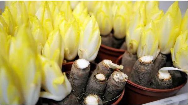 欧洲菊苣根咖啡,咖啡的替代品菊苣根