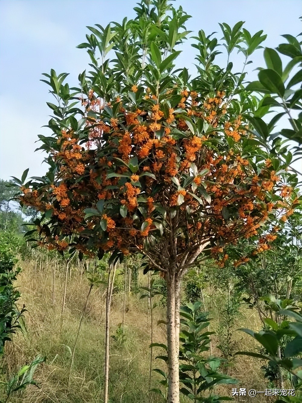 富贵人家都喜欢的6种树，摆在家里大气上档次，适合新手种植