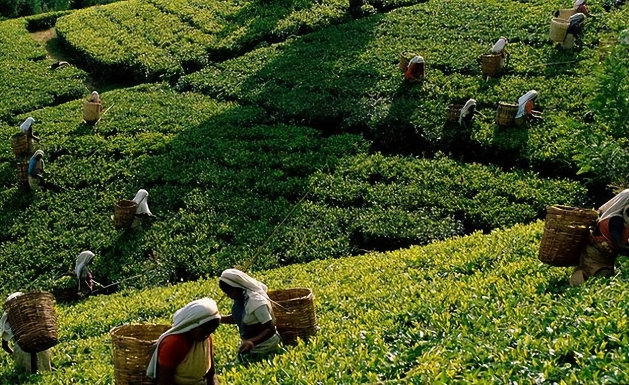 痛心的技术泄密：英国*子骗**从中国偷走两种树苗，中国损失百亿纹银