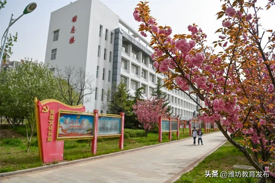 美！潍坊校园春景强势来袭