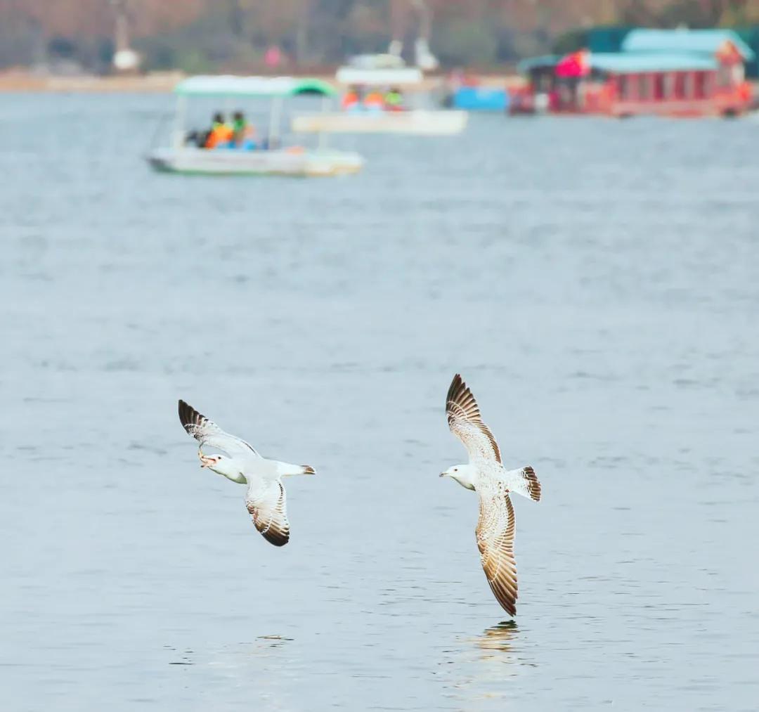 美爆了济南这些地方成网红打卡地,2019年济南网红打卡地瀑布树林