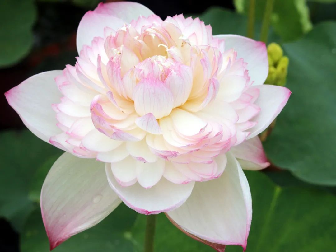 绝美的荷花品种大全图集,超好看荷花品种大型荷花