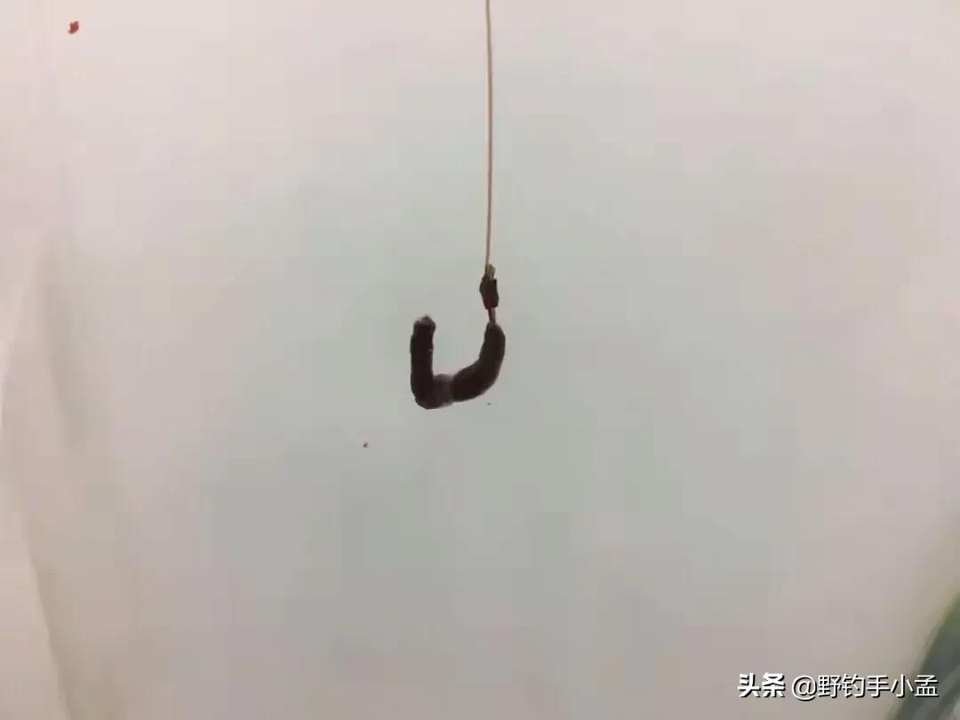 蚯蚓钓鱼正确挂法视频,蚯蚓缠绕挂钩法能活多久