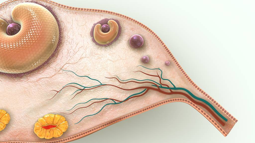 卵泡长不大吃什么快速怀孕,44岁备孕卵泡长不大