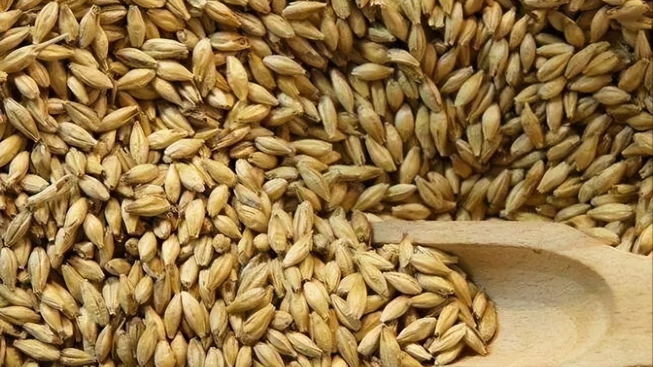 大麦生长的养分,大麦的生长期分为哪几个阶段