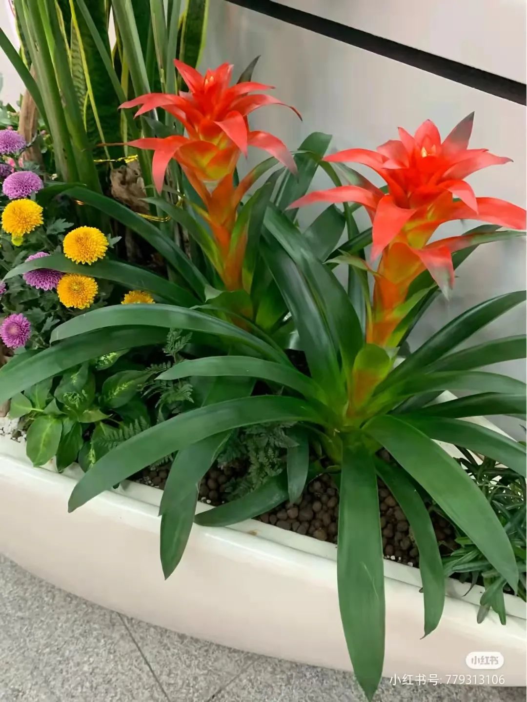 办公室必买的绿植,适合办公室的大型绿植大全