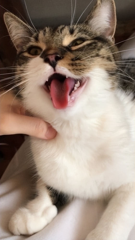 猫咪突然粘人张嘴喘气,猫咪像狗一样张嘴喘气是什么问题