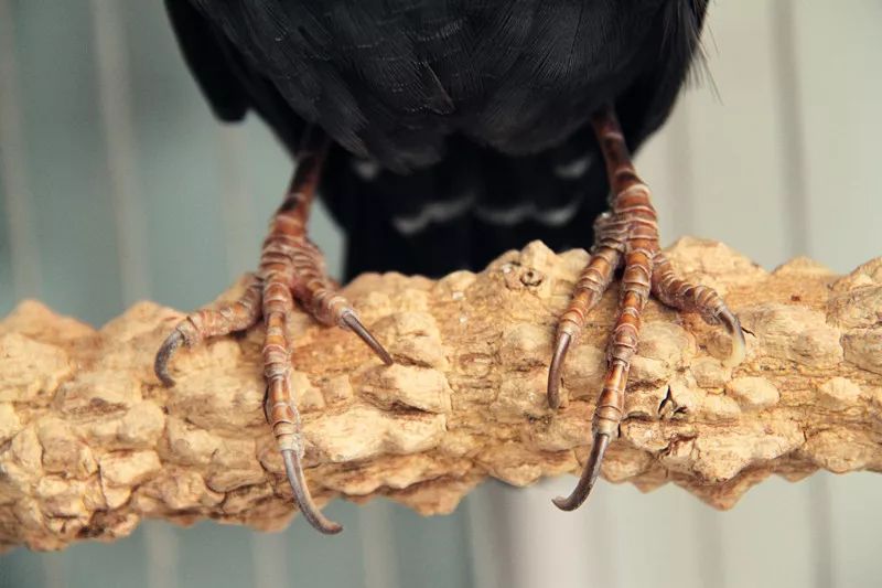 栖杠就是鸟儿的床，必须准备两根栖杠及时更换清洗消毒。