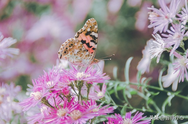 最经典的心理学疗法,大智慧心理学