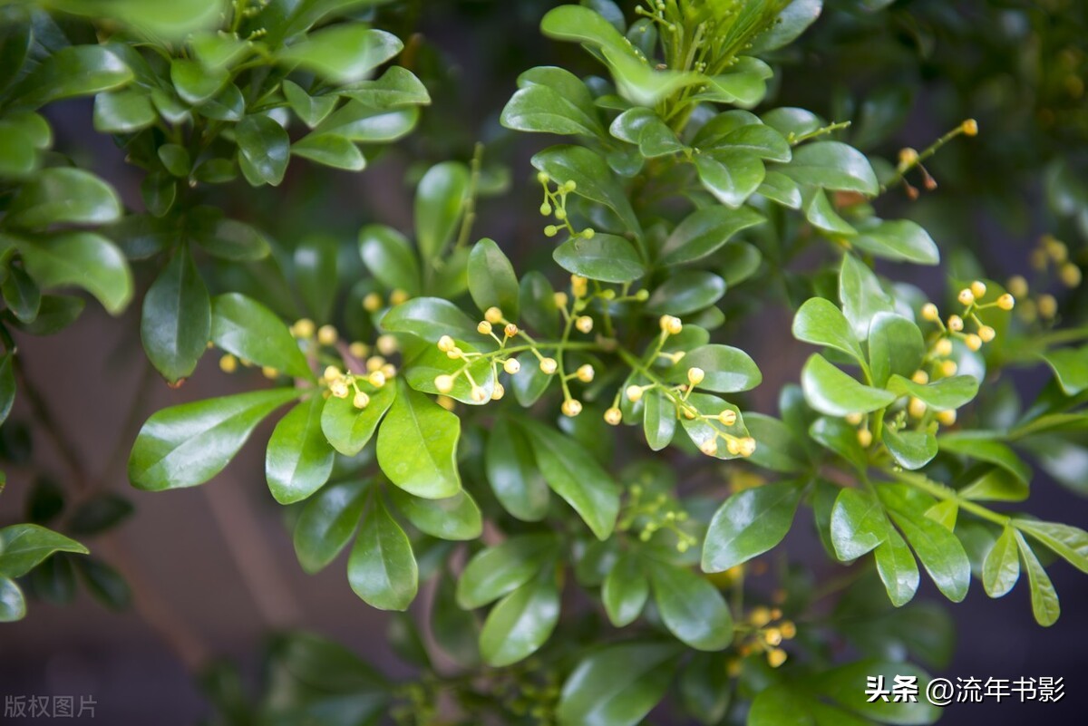 米兰花怎么样养才能香味浓郁,米兰花怎样养殖才能长期开花