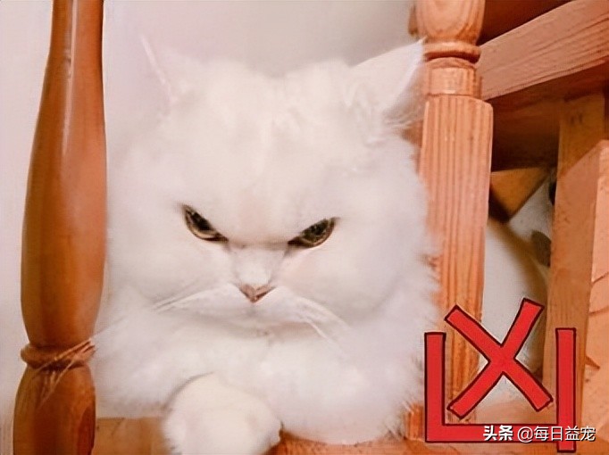 铲屎官们需要引起注意,铲屎官最担心的一天