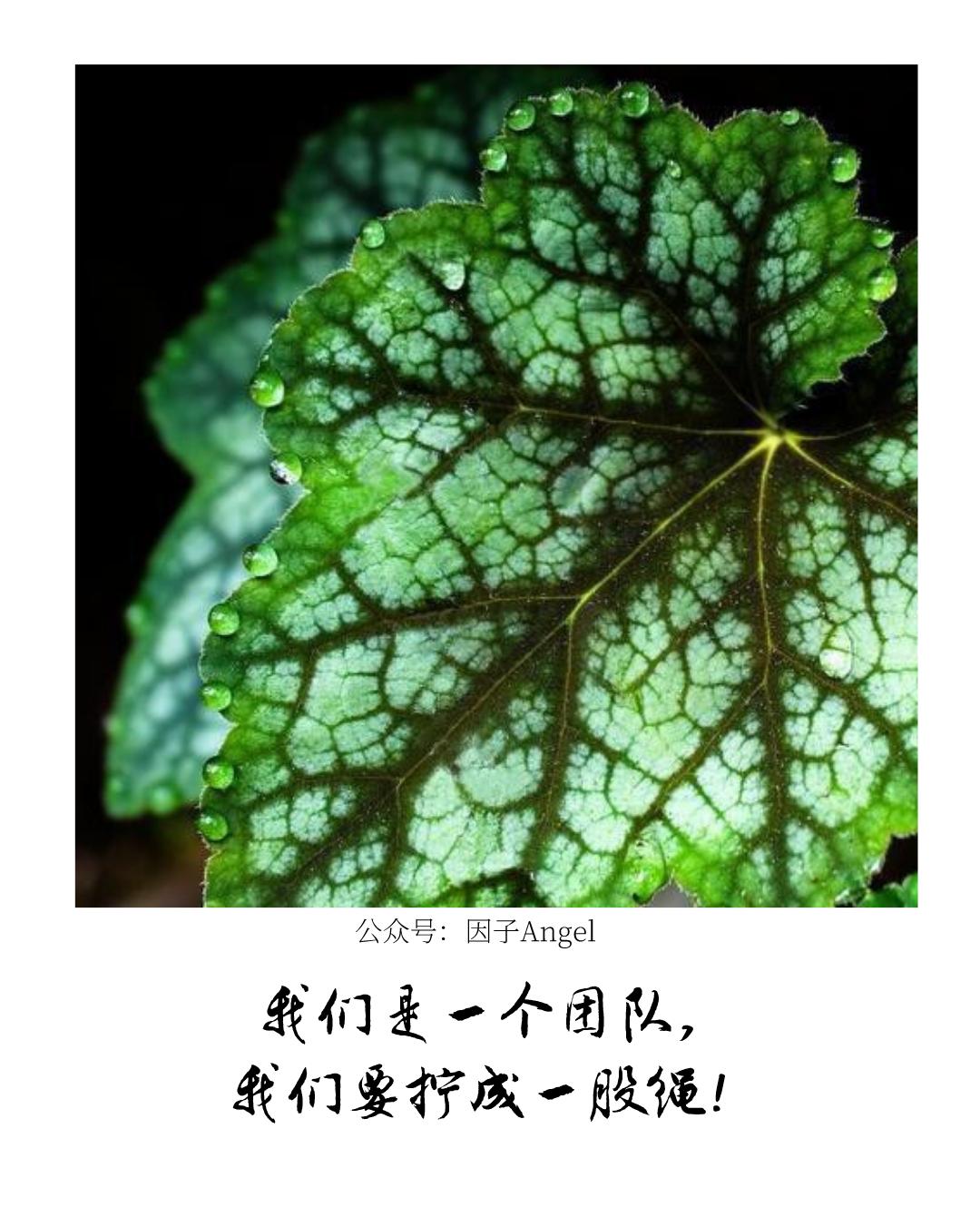 植物之36技——吐
