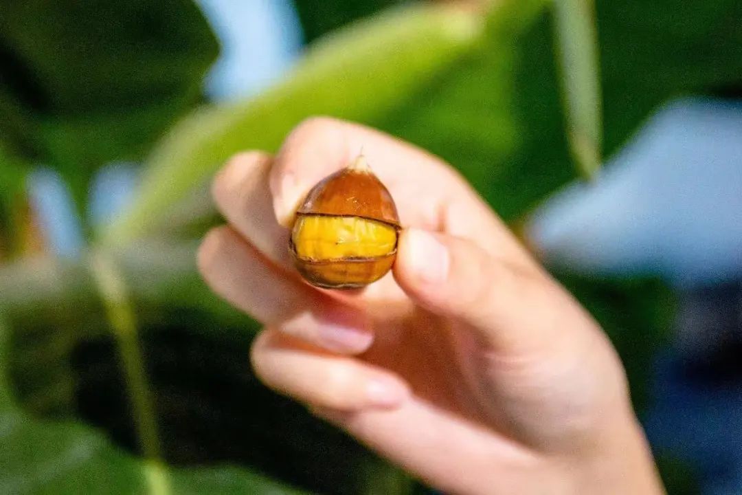 全国哪个地方的毛栗子最好吃,南京毛栗子