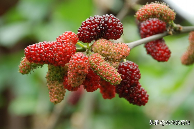 越吃越长寿的食物排行榜,越吃越长寿的八种食物排名