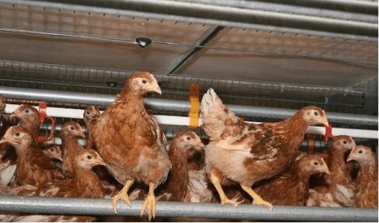 氨基酸维生素矿物质的作用是什么,氨基酸维生素矿物质的作用