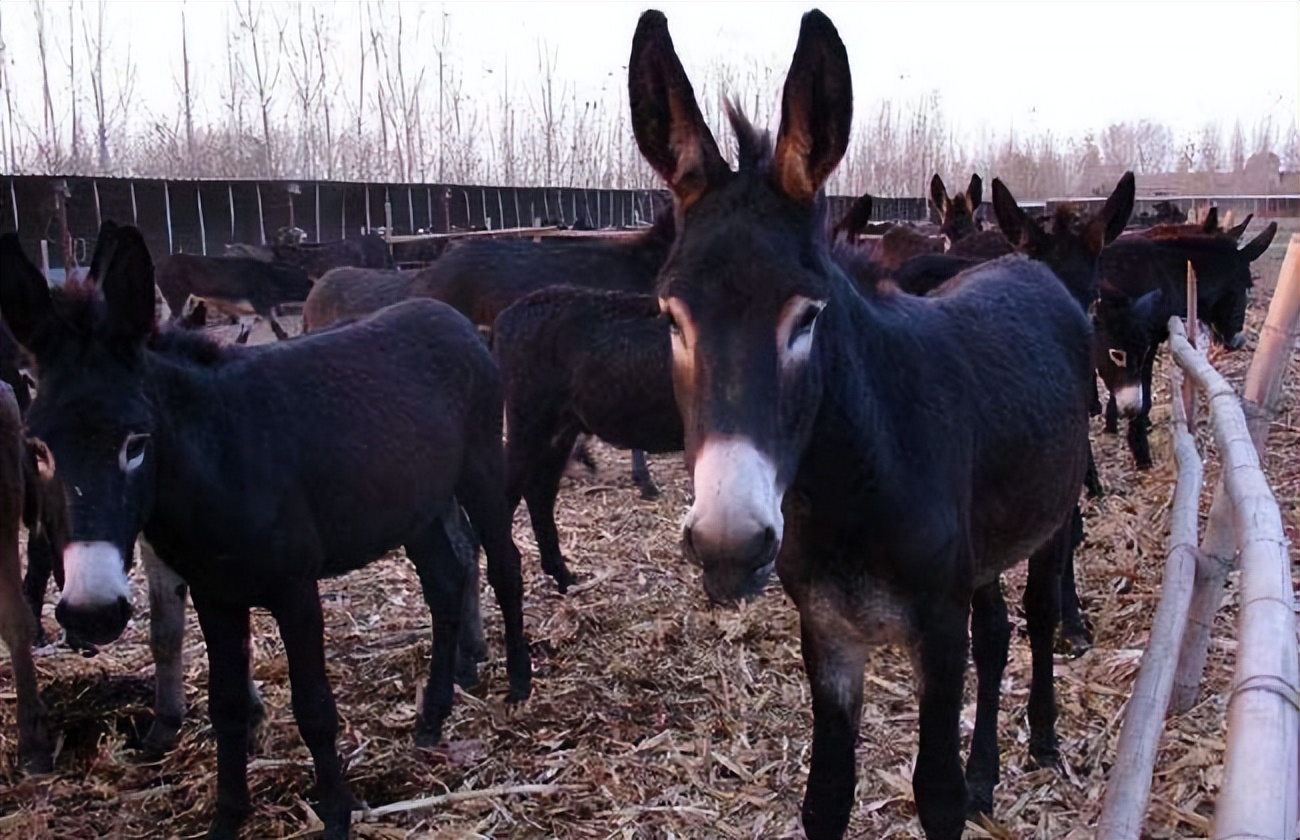 一头驴上万元为什么没什么人养驴,一头驴价值17万