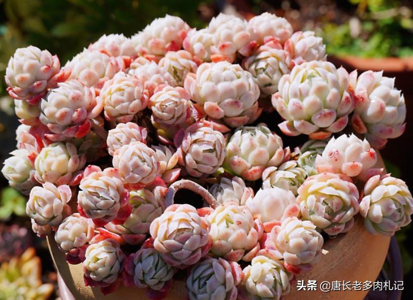 冰梅和贝瑞冬季怎么养小技巧图文,多肉贝瑞怎么度夏