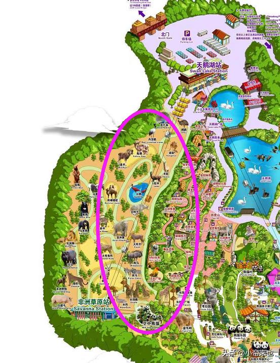 广州长隆野生动物园攻略自由行,1月广州长隆野生动物园旅游攻略