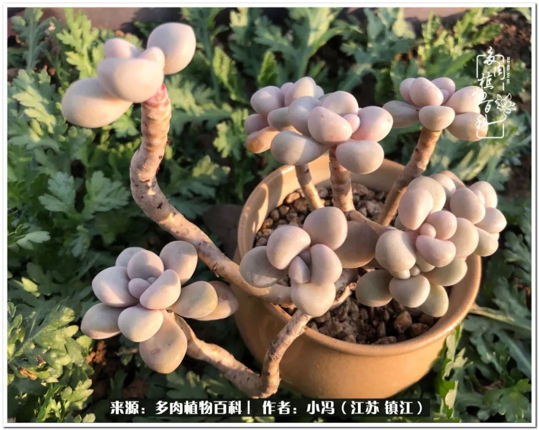 大棚养多肉为啥又肥又好看,10种公认最好养好看的多肉