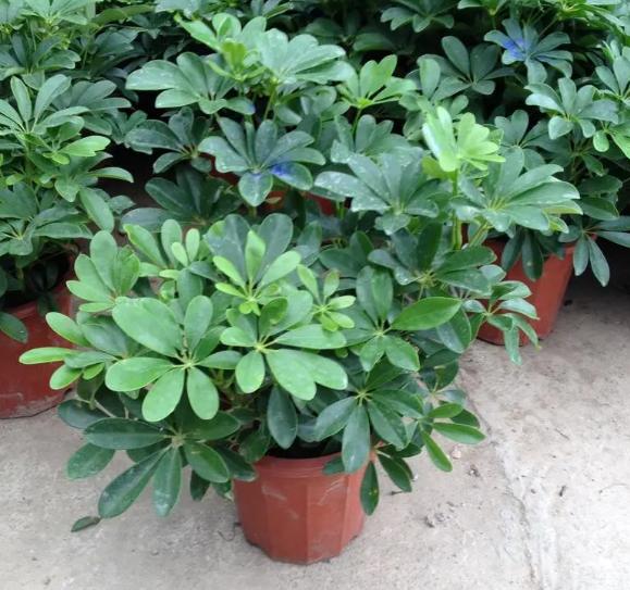 招财树该怎么养,招财树该如何养