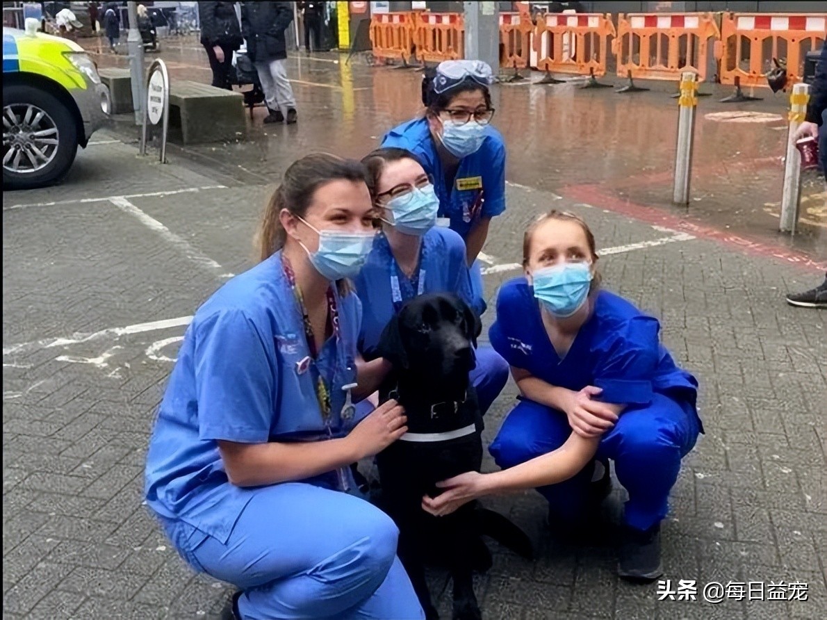 警犬上班偷懒被发现,警犬被开除原因笑喷