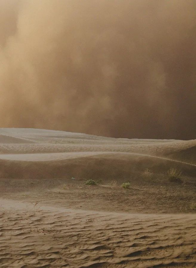 洪水来临后蜘蛛会怎么做,暴雨蜘蛛泛滥成灾