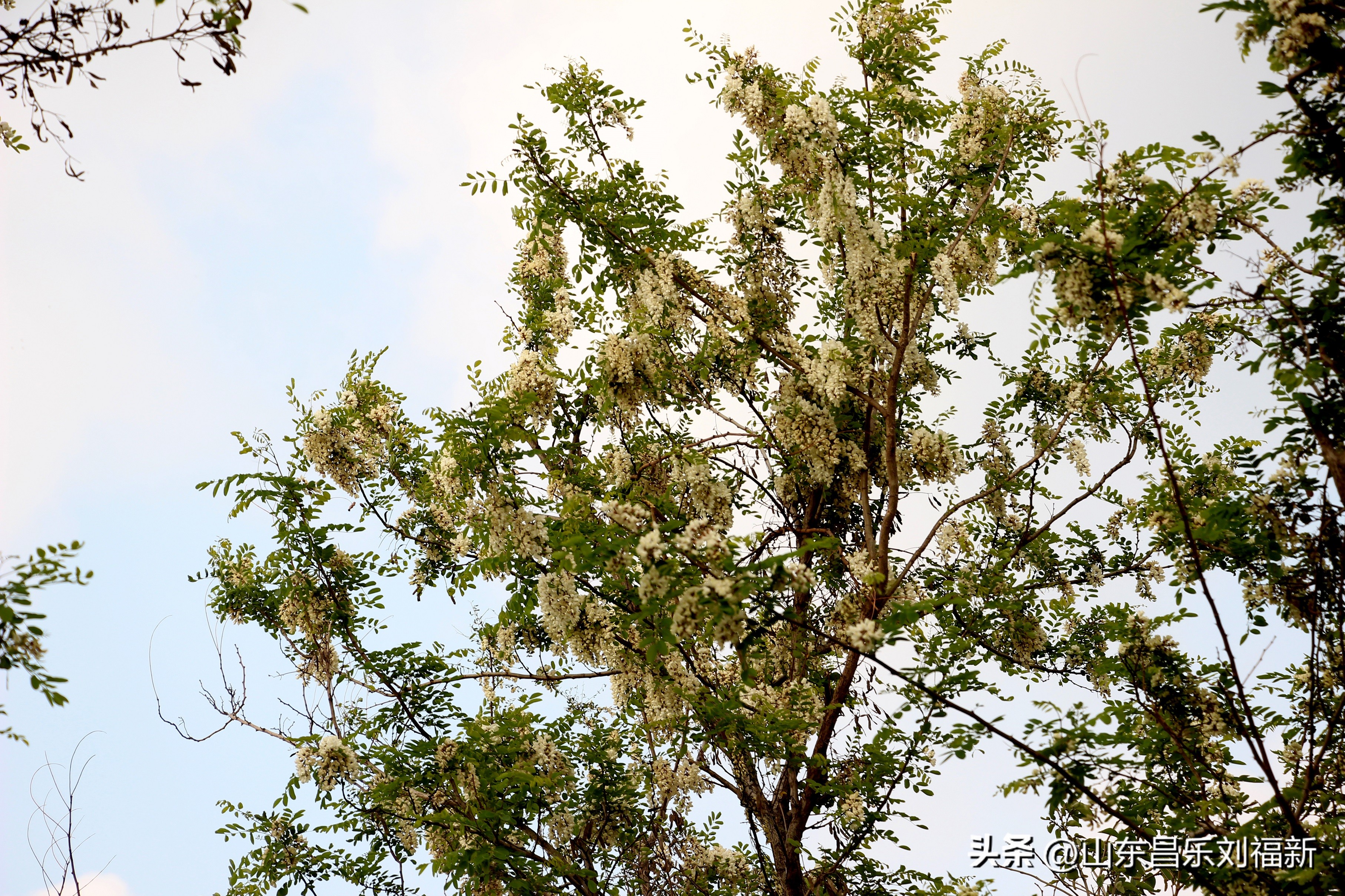 洋槐花·万马奔腾电器·鄌郚医院贴膏药