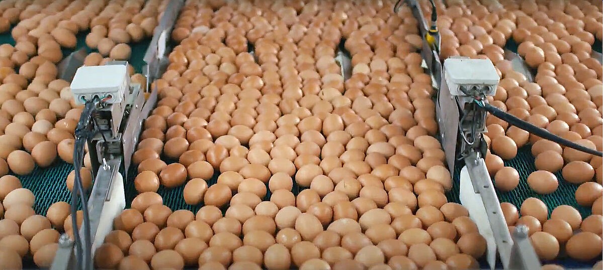 为什么感觉母鸡不用受精，却能天天下蛋？人类利用了鸡身上的bug