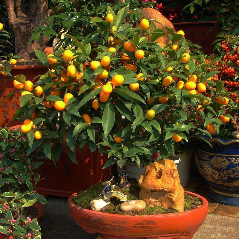 6种年宵花现在买最省钱,年宵花怎么养才旺财