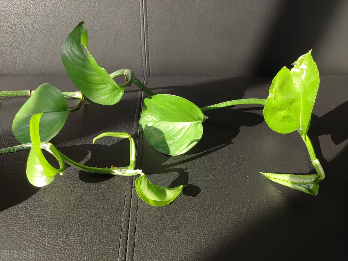 利于空气净化又可室内养的绿植,最适合室内净化空气的大型绿植