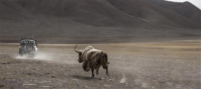 全球不足百头的动物,全球数量不到100只的动物