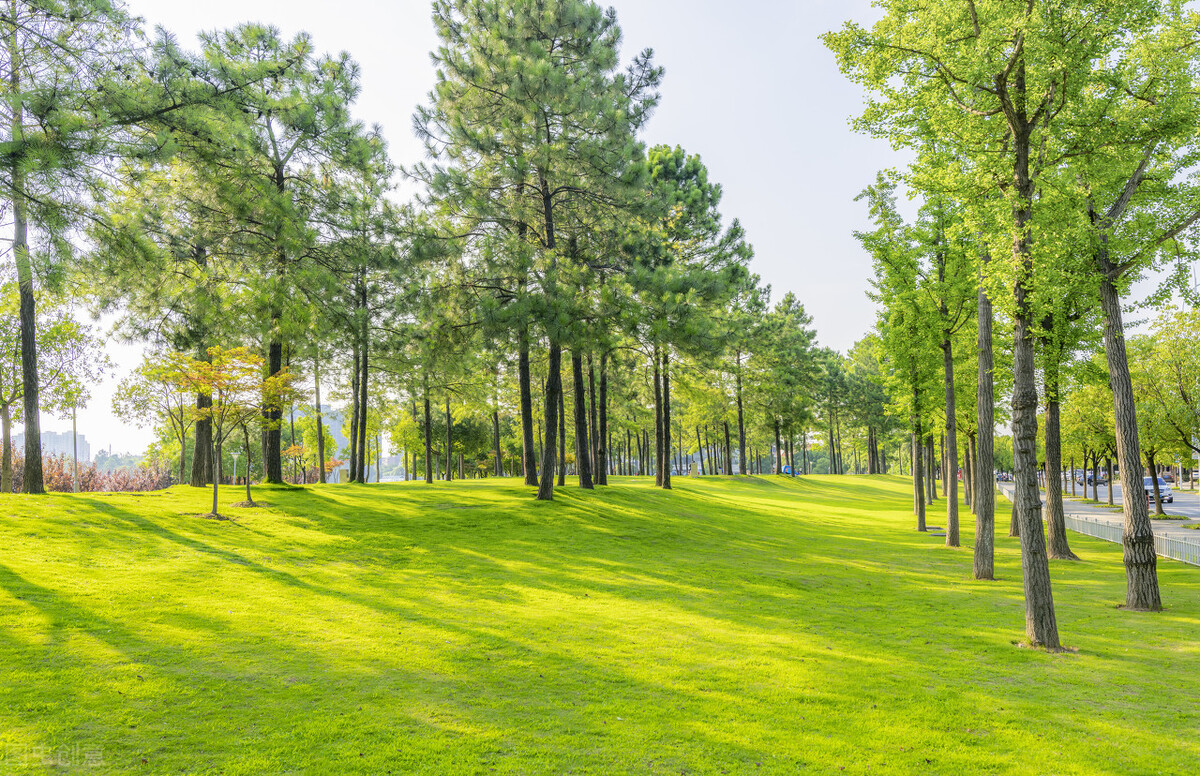 上海附近的森林秘境,上海惊现的森林秘境