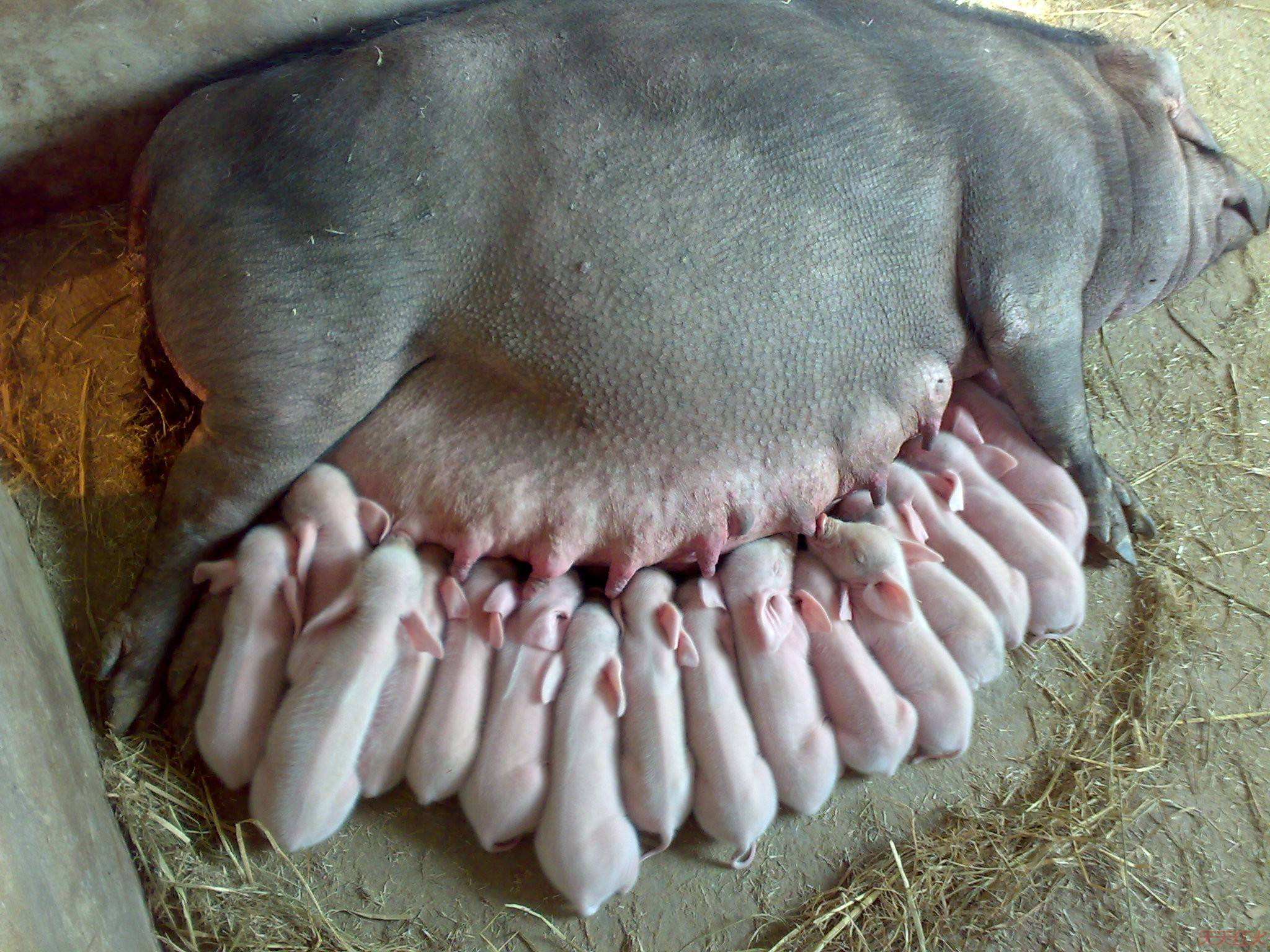 刚出生的小猪仔母猪没奶喂怎么办,母猪没有奶水怎么喂刚刚下的小猪