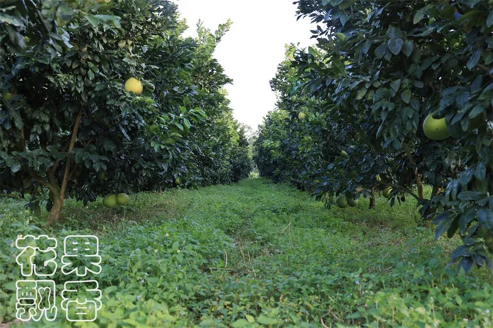 成本2元，卖30元，这样的暴利品种你敢不敢种？