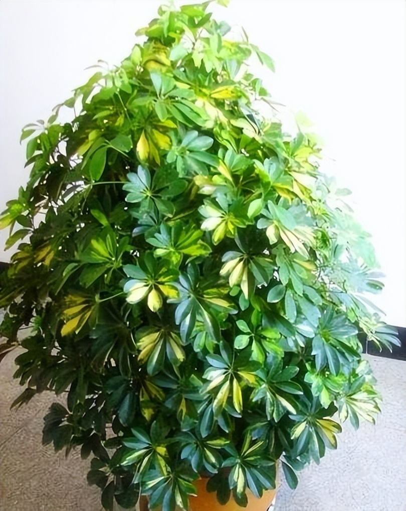 房子养什么绿植好,什么小绿植适合进新房养