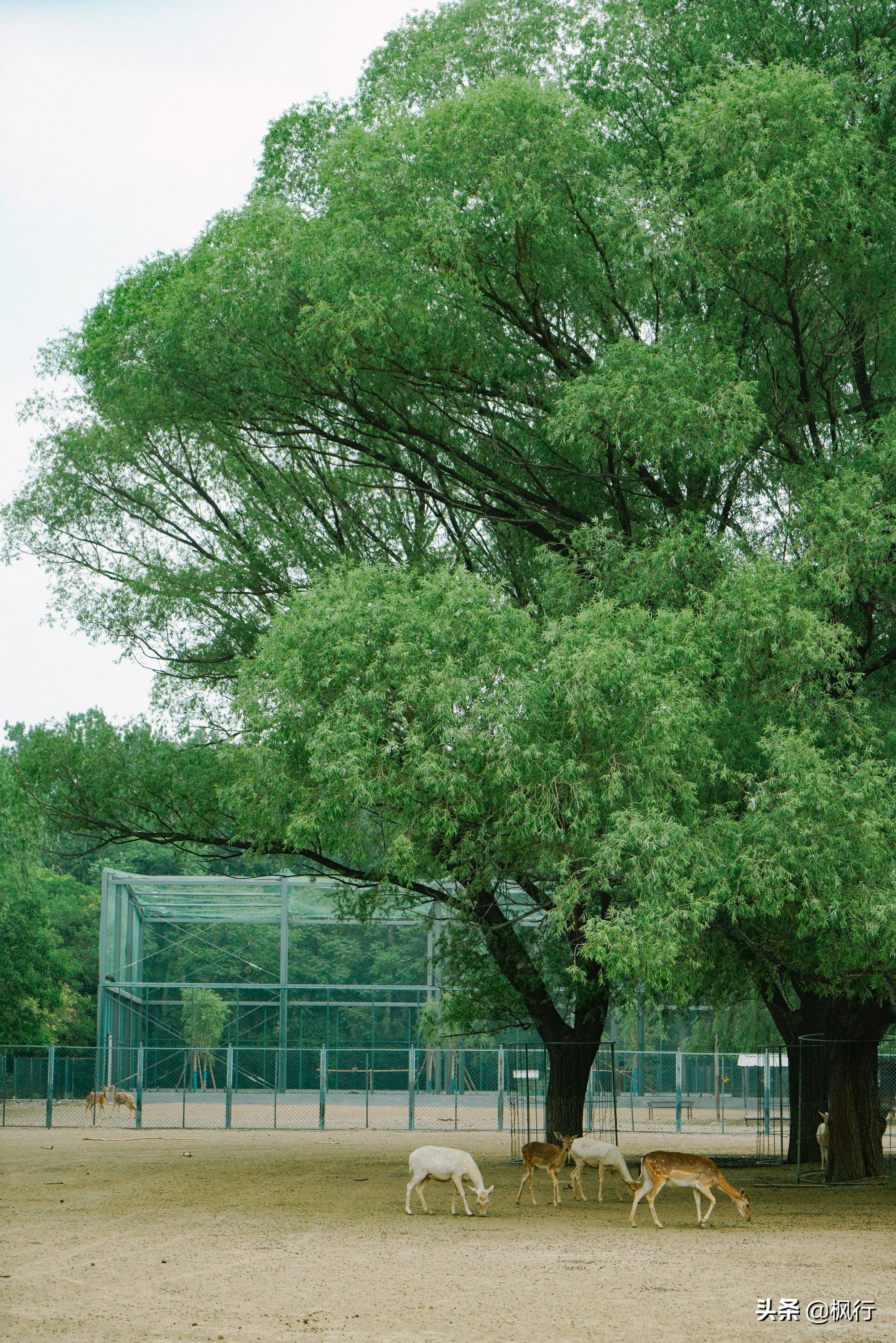 平替奈良小鹿,南海公园奈良小麋鹿