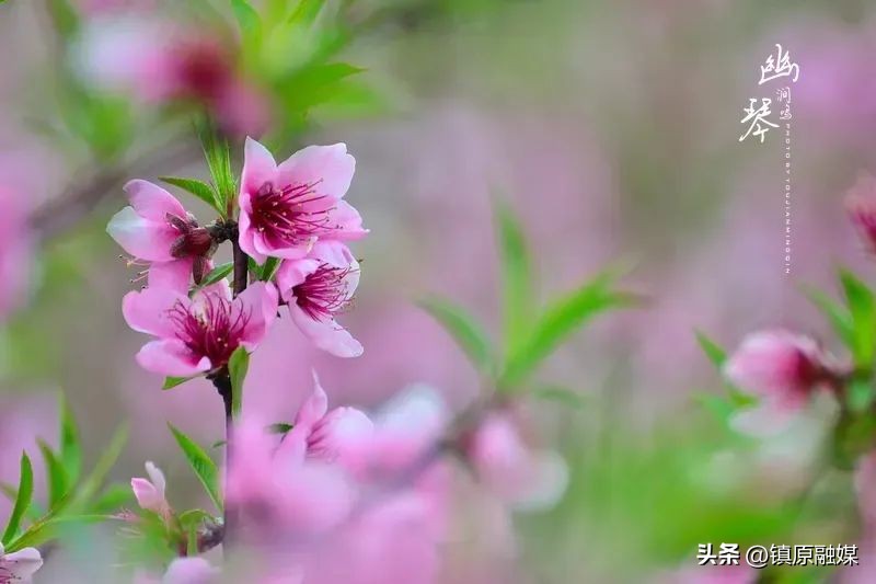 春风十里，你是我藏在梦中的欢喜