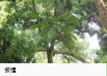 钻木取火木材着火点,适合钻木取火的木材