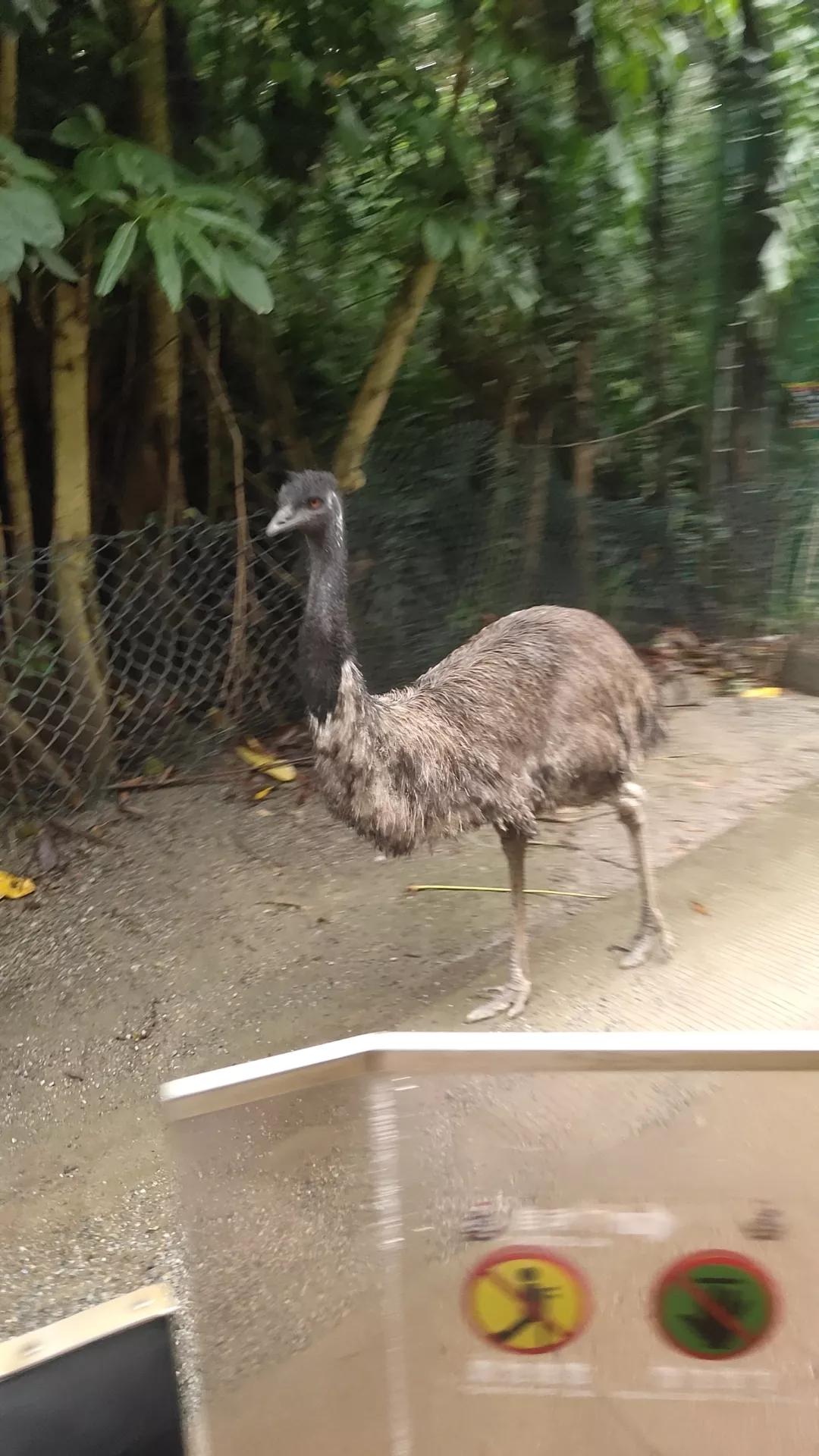 广州长隆野生动物园面积,长隆野生动物园在哪个区