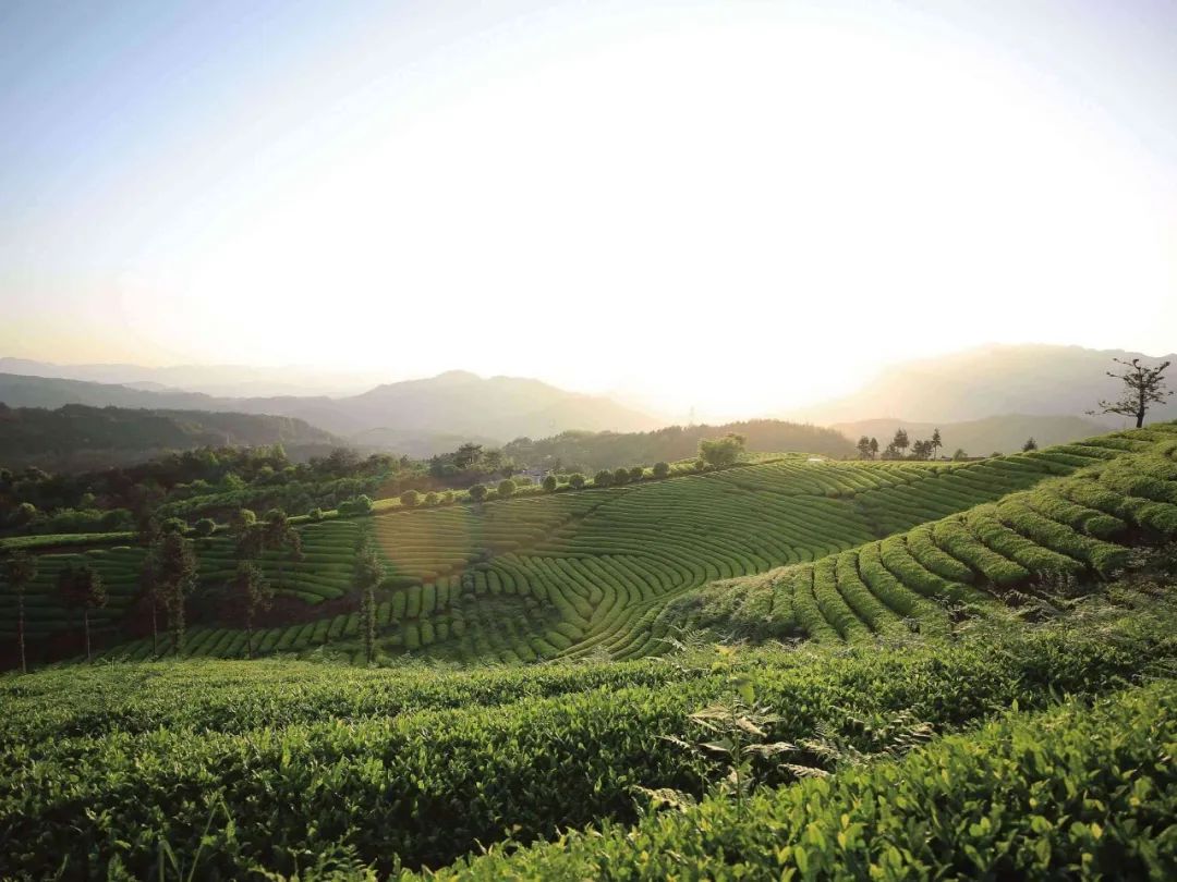 浙茶集团有限公司,浙茶集团有白茶吗